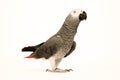 Gray Parrot