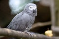 Gray Parrot