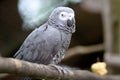 Gray Parrot Royalty Free Stock Photo