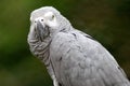 Gray Parrot Royalty Free Stock Photo