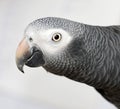 Gray parrot Royalty Free Stock Photo