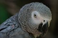 Gray parrot close up