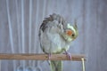 Gray parrot cockatiel cleans feathers