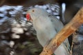 Gray parrot image. Bird symbol. Corella cockatiel parrot photos.