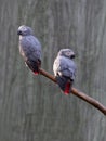 gray parrot Jaco on gray background