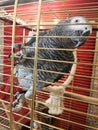 Gray parrot Jaco in a cage looks with curiosity