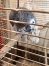 Gray parrot Jaco in a cage looks with curiosity