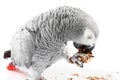 Gray parrot Jaco eating walnuts