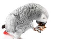 Gray parrot Jaco eating walnuts