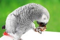 Gray parrot Jaco eating walnuts