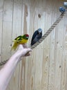 Gray parrot Jaco holds a nut in his paw and eats it, sitting on a rope, parrot, zoo Royalty Free Stock Photo