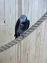 Gray parrot Jaco holds a nut in his paw and eats it, sitting on a rope, parrot, zoo