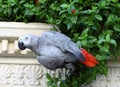 Gray parrot Royalty Free Stock Photo