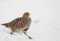 Gray Partridge Royalty Free Stock Photo