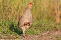 Gray partridge is on the road between wheat crops Royalty Free Stock Photo