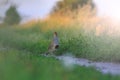 Gray partridge on rural road with sunny hotspot Royalty Free Stock Photo