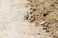 The gray partridge sits on the side of the road. Royalty Free Stock Photo