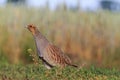 Gray partridge tread carefully on the road