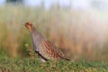 Gray partridge tread carefully on the road with sunny hotspot