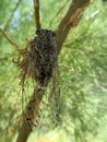 Cicada perching on a tree branch on the Agistri Island Royalty Free Stock Photo