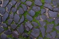 Gray paving stones. Seams are overgrown with green moss