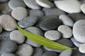 Gray pebble Royalty Free Stock Photo