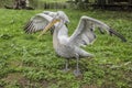 Gray pelican with clipped wings Royalty Free Stock Photo