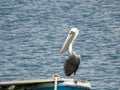 Gray pelican resting in a boat in the sea. Boat sailing on the sea with a pelican.