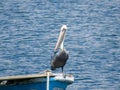 Gray pelican resting in a boat in the sea. Boat sailing on the sea with a pelican.