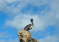 Gray pelican on a rock against the blue sky Royalty Free Stock Photo