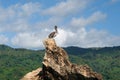 Gray pelican on a rock against the blue sky Royalty Free Stock Photo