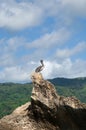 Gray pelican on a rock against the blue sky Royalty Free Stock Photo