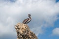 Gray pelican on a rock against the blue sky Royalty Free Stock Photo