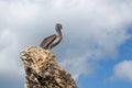 Gray pelican on a rock against the blue sky Royalty Free Stock Photo