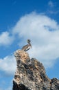 Gray pelican on a rock against the blue sky Royalty Free Stock Photo