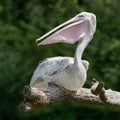 A gray pelican sitting on a branch Royalty Free Stock Photo