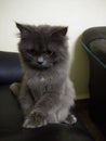 Gray Persian cat with attitude