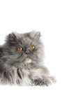 Gray Persian cat