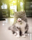 Gray persian cat licking face. After eating full