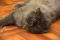 Gray persian cat lies