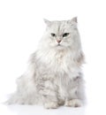 Gray persian cat looking away. Royalty Free Stock Photo