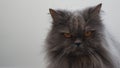 Gray Persian cat