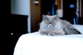 Grey Persian Cat