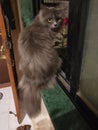 Gray Persian cat with attitude sitting in window