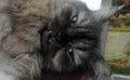 Gray PersianCat with protrude tusk falling to sleep in the warm day