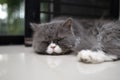 Gray pescia cat is going to sleep in home Royalty Free Stock Photo
