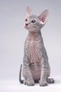 Gray Peterbald cat, Oriental Shorthair