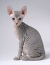 Gray Peterbald cat, Oriental Shorthair Royalty Free Stock Photo