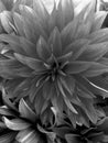 Gray picture of flower Royalty Free Stock Photo