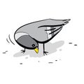 Gray pidgeon eating grains
